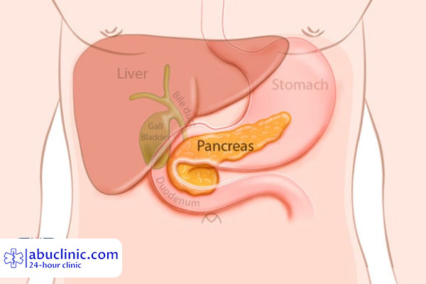 از کار پانکراس در بدن چه می دانید؟! اینجا ساده بخوانید!